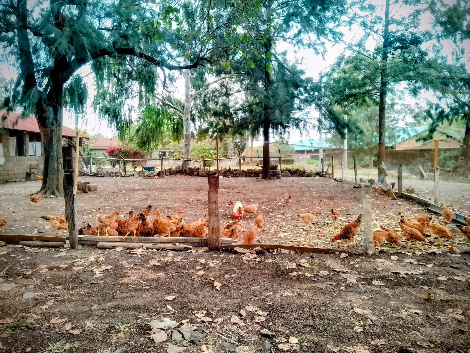 Free-range chickens roaming