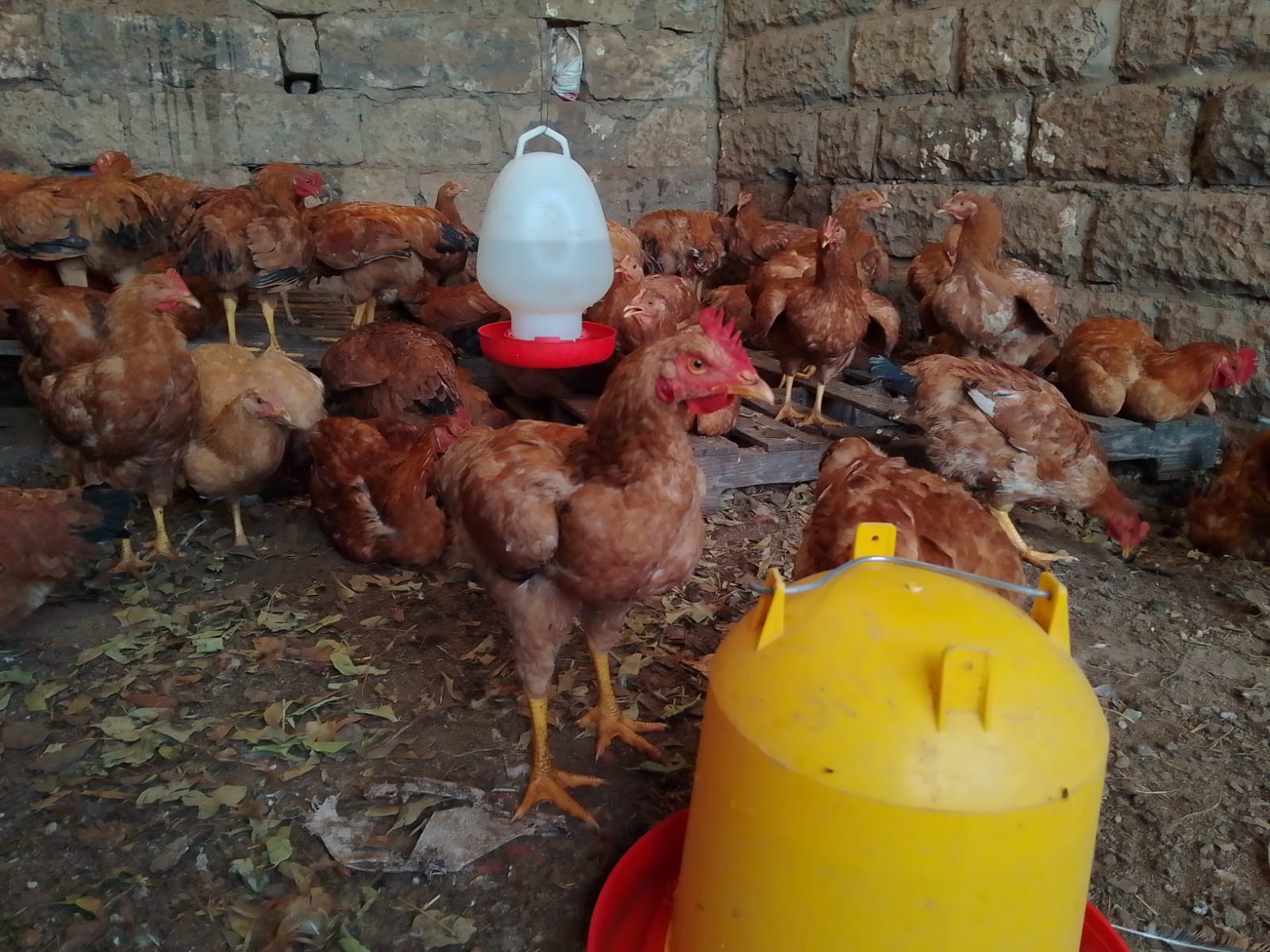 Chicken coop and housing