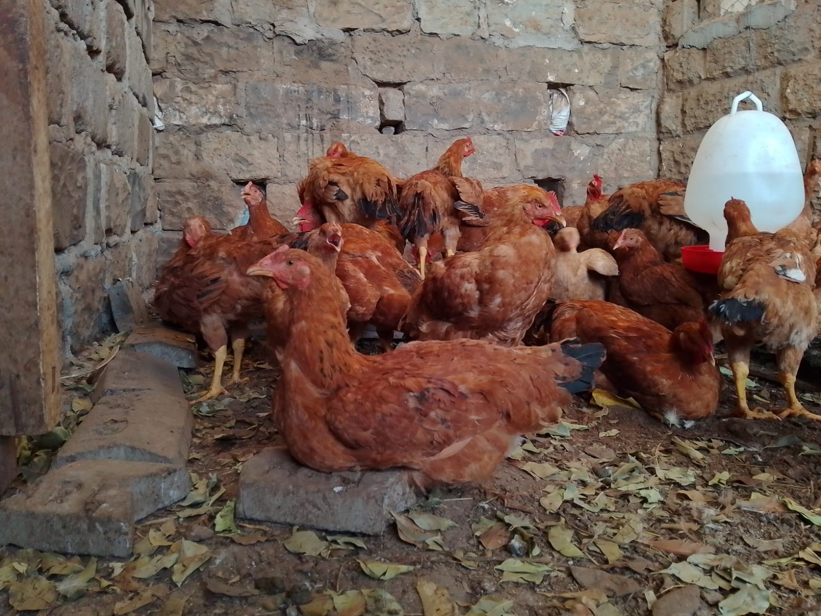 Farm landscape with chickens