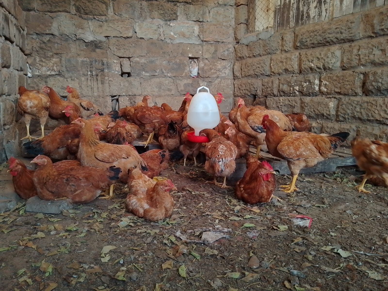 Fresh prepared chicken