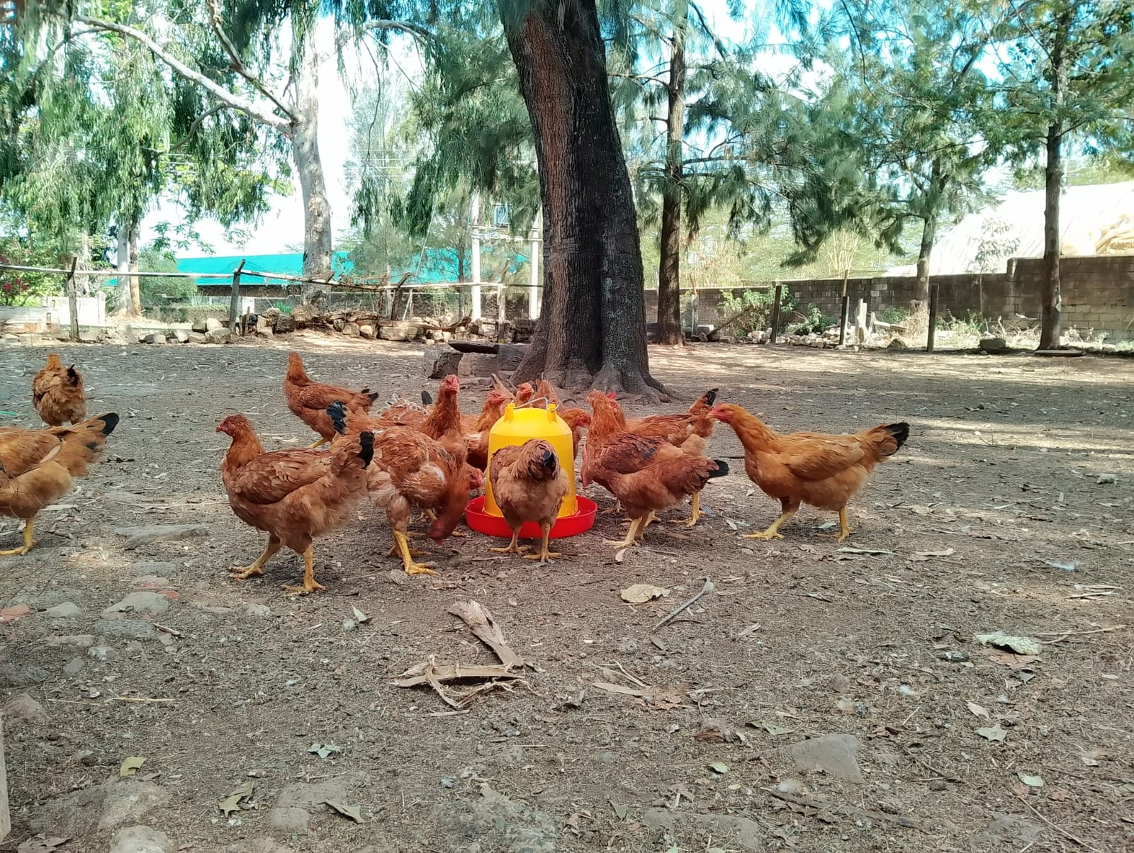 Healthy Kienyeji chickens