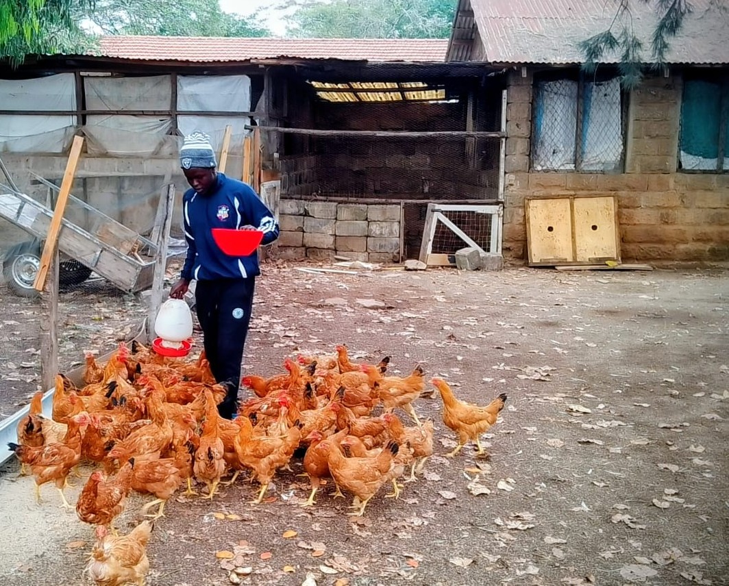 Our free-range farm with chickens